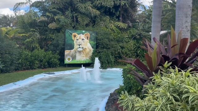 Lion Country Safari Tour in Florida смотреть онлайн