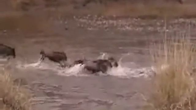 Kenya Safari Masai Mara Migration смотреть онлайн