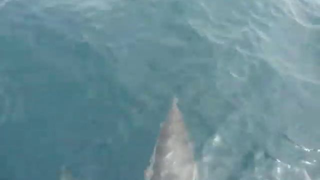 dolphin safari 9-5-10 смотреть онлайн