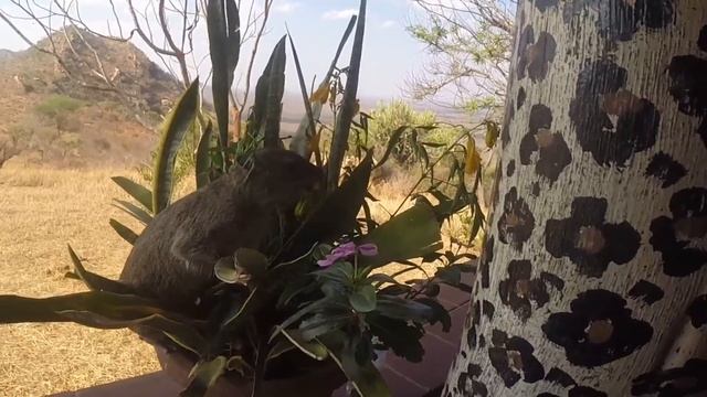 Kenia 2017 Gopro, Safari Amboseli, Tsavo, Papillion Lagoon Reef Hotel смотреть онлайн