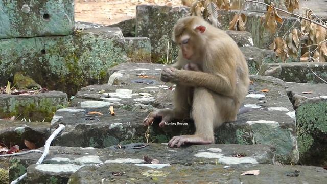 OMG!. How brave of baby Luci skip from one rock to another rock successfully, Luci successfully ski смотреть онлайн