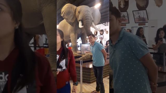 Safari GaLLery ( ILocOs Sur ) 🦁🐯🐂🐗🐏 смотреть онлайн