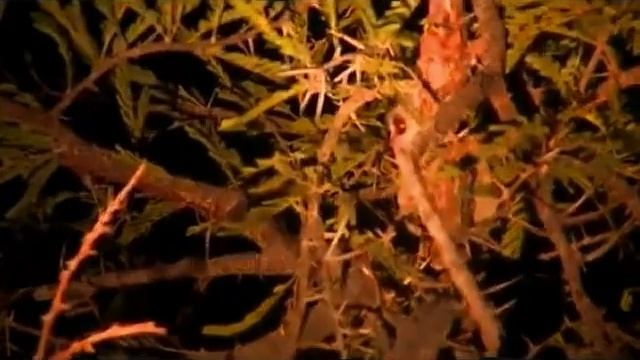 Safari Live : Cute little Bushbaby that we saw on drive this afternoon July 19, 2016 смотреть онлайн
