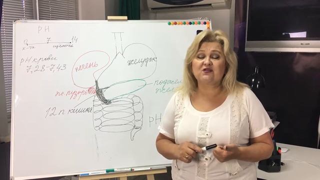 Азбука здоровья. Урок9  Подробнее о тонкой кишке.