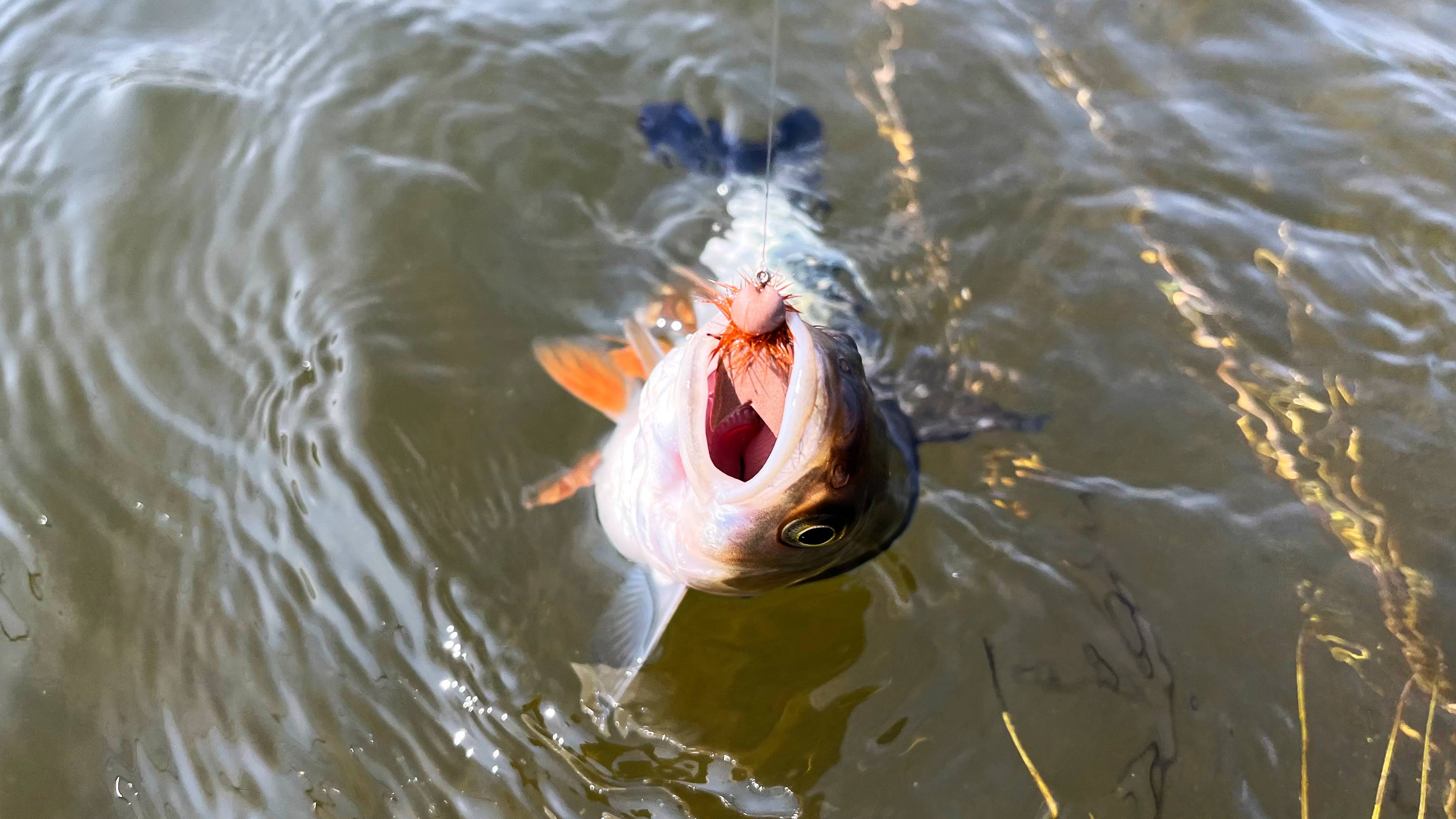 Рыбалка, ловля нахлыстом (flyfishing). Летняя рыбалка сезона 2023 г.