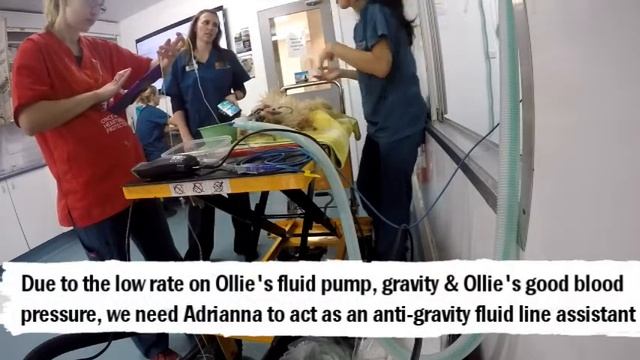 Dr Belinda's Veterinary Vlog: Episode 14 – Ollie’s 3T’s visit. Testicles, Teeth and Toes. смотреть онлайн