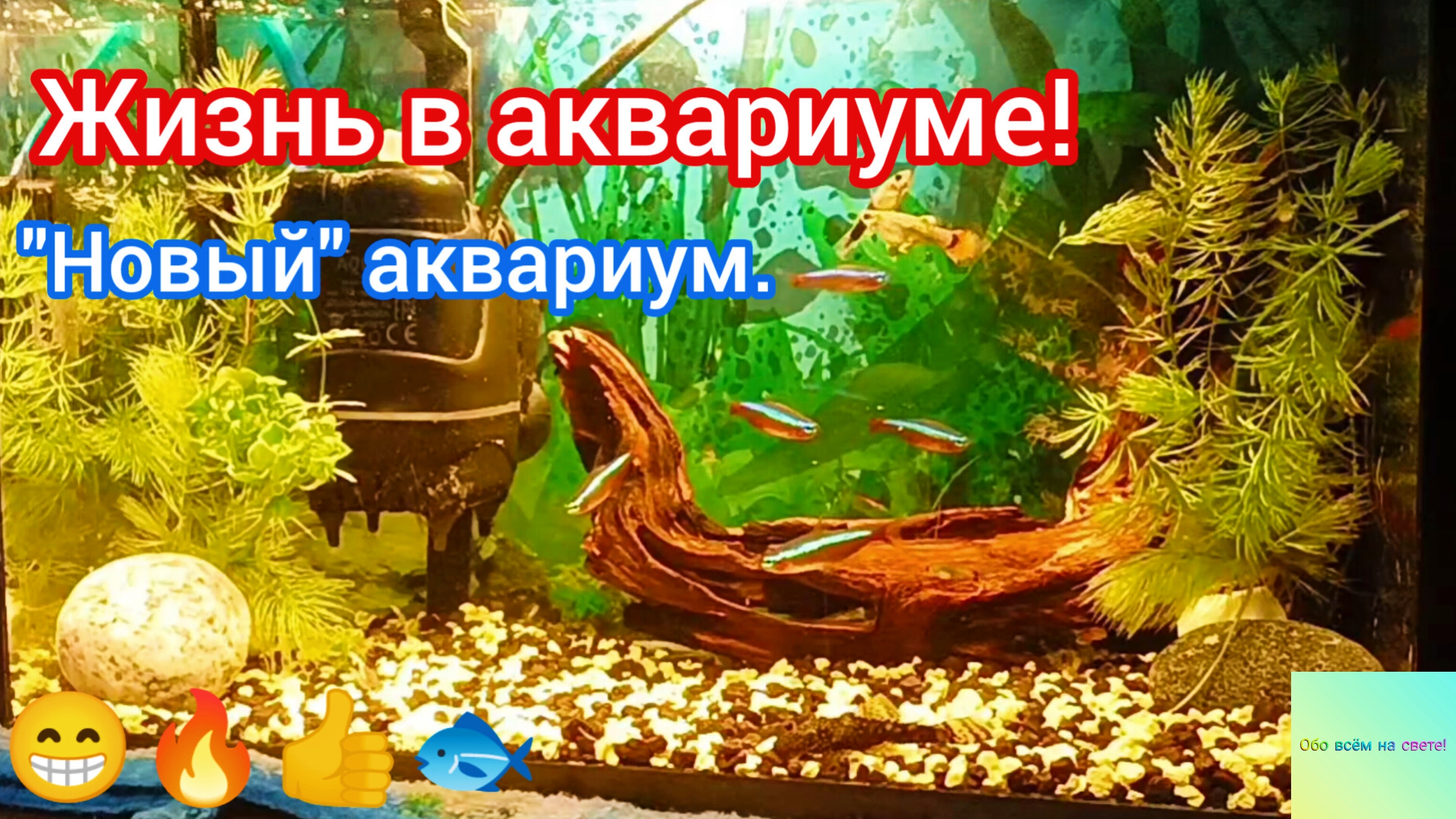 Жизнь в аквариуме!🐟 