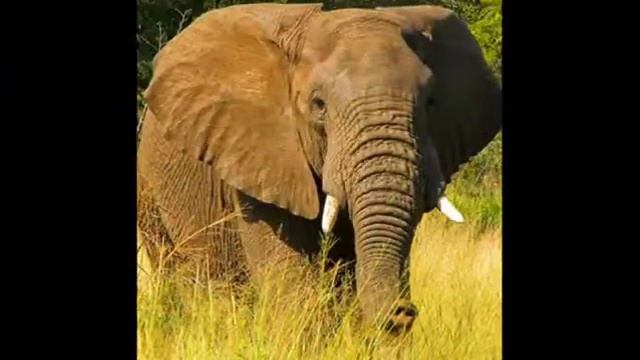Africa Wildlife Picture Montage - thanks Chris! смотреть онлайн