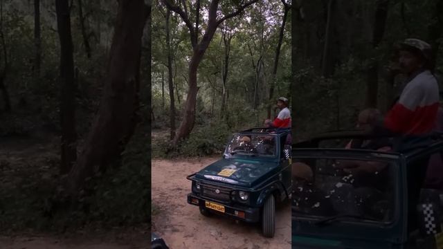 Bandhavgarh Core Zone Safari and Tiger Spotting | Tala and Magadhi Zone | Dotty Tigress Cubs смотреть онлайн