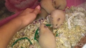 Что нужно для сирийского хомяка