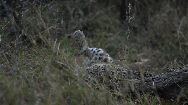 Virtual Safari: Ultimate Game Drive highlights #130- Londolozi TV смотреть онлайн