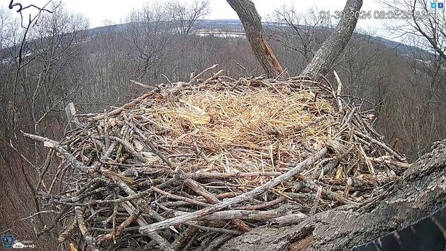 Hanover, PA Live Streaming Bald Eagle Nest Webcam HDOnTap com — Mozilla Firefox 2024 01 30 08 01 смотреть онлайн