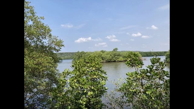 Mangrove Safari- Vengurla, Achra & Taramumbari || Sindhudurg, Maharashtra || Ecotourism