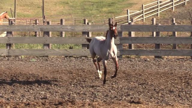 Lot 9 Flit Miss Firefox, 2018 bay roan AQHA filly смотреть онлайн
