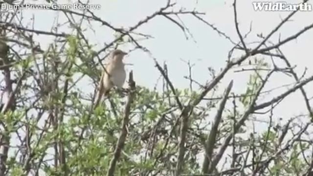 Red Backed Shrike and Yellow Billed Hornbill on Djuma Safari 11-24-11 смотреть онлайн