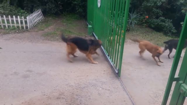 Brave dogs fighting at gate смотреть онлайн