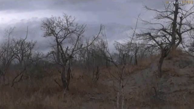 Pt 1 Safari Live's Sunset Safari Drive at 3:30 PM on Sept 28, 2017 смотреть онлайн