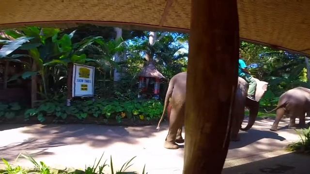 #226 Bali Zoo Elephant Ride | Safari Sanctuary Hotel Resort | Cave Camp | Bahu show news|Oyo Holida смотреть онлайн