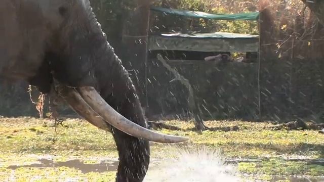 Kaingo Camp Walking Safari | South Luangwa National Park | Zambia | Expert Africa смотреть онлайн