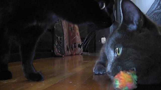 Who Will Brave The Growly Cat? смотреть онлайн