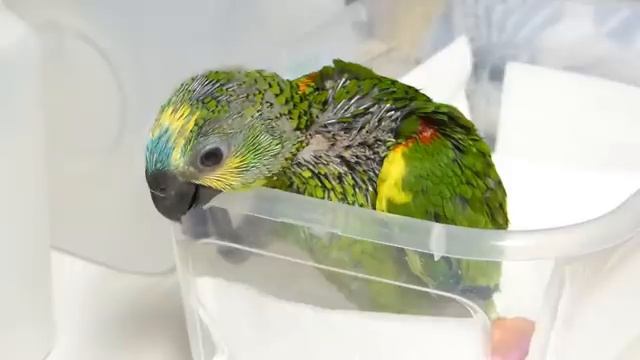 Teach Your Parrot Opera - Mozart's The Magic Flute - Queen of the Night смотреть онлайн
