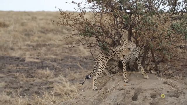 Amazing private safari in Serengeti with Lomo Tanzania safari смотреть онлайн