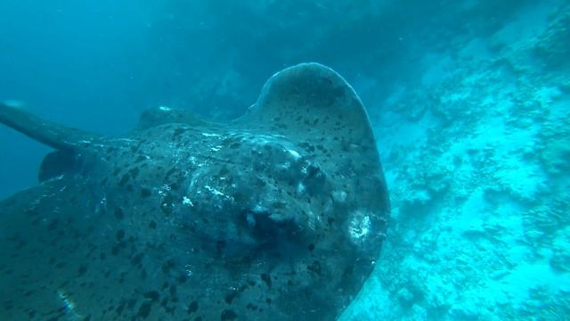 HOME REEF OF SAFARI ISLANDS MALDIVES - 2018. смотреть онлайн