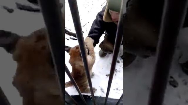 Сафари парк.Пума смотреть онлайн