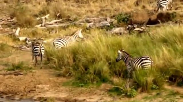 Zebras at Main Mara Crossing Point near Mara Serena, Kenya смотреть онлайн