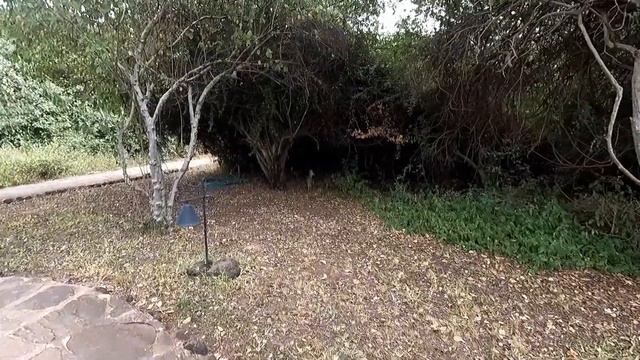 Amboseli, Home Of The Most Beautiful Elephants | KENYA PART 3 смотреть онлайн