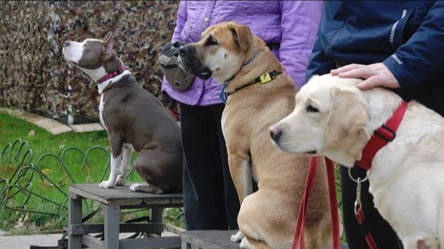 Догтренинг 680. Урок с собаками - атлетами