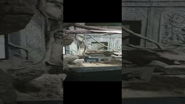 Лемуры в Воронежском океанариуме. смотреть онлайн