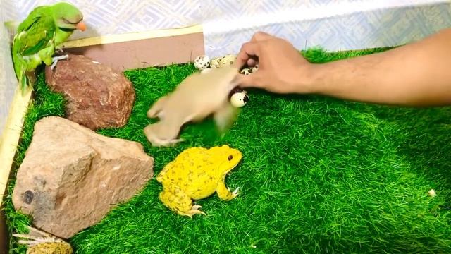 Brave bullfrog and parrot they’re protect eggs funny frog смотреть онлайн