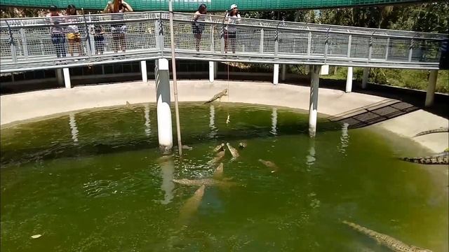CROCODILE FEEDING AT CEBU SAFARI ADVENTURE PARK смотреть онлайн