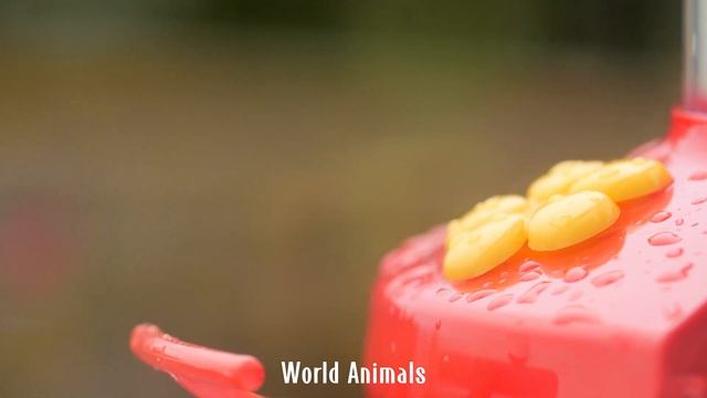 The best singing birds in the world - Gentle music, calms the nervous system and pleases the soul смотреть онлайн