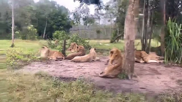 Tham quan Vinpearl Safari Phú Quốc - 16/08/2022 смотреть онлайн