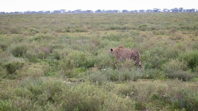 Best Safari in Africa is in Tanzania смотреть онлайн