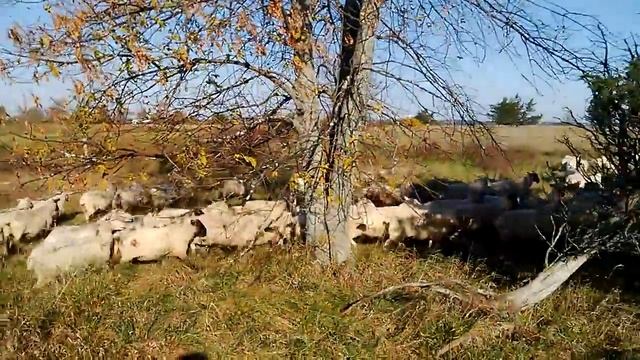 Jake's Series Part Two Video Three- It Always Takes One Brave Sheep to Start смотреть онлайн
