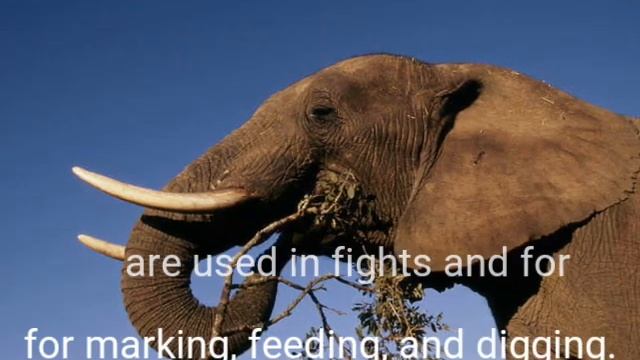 AFRICAN BIG FIVE смотреть онлайн