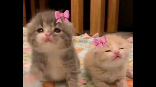 • Dayerteq & 5mewmet — венерический букетик •