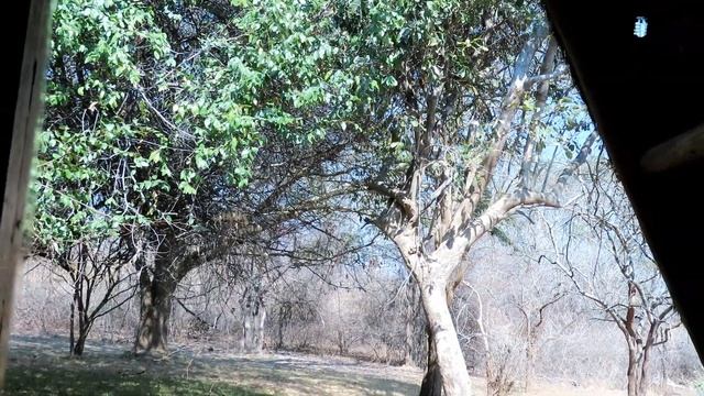 Escape to the Wilderness: Explore Protea Safari Lodge in Stunning 4K смотреть онлайн