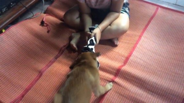 Brave Beautiful Girl playing with Smart Dog - Plying with my puppy at home