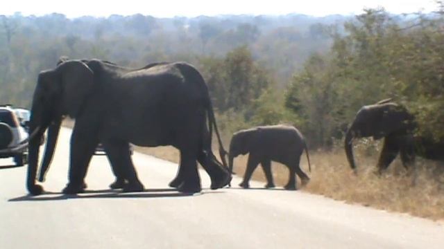 Awesome Kruger National Park Safari Experience! смотреть онлайн