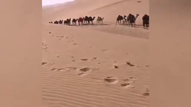 Abu Dhabi Desert Safari 2020 || Camel Safari || Belly Dance || Desert Safari UAE смотреть онлайн