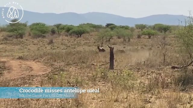 Top 8 Crocodile Fails! (Death Rolls, Otter Fights & More) | World Wild Web смотреть онлайн