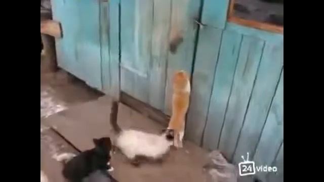 Кошки дверь открыли смотреть онлайн