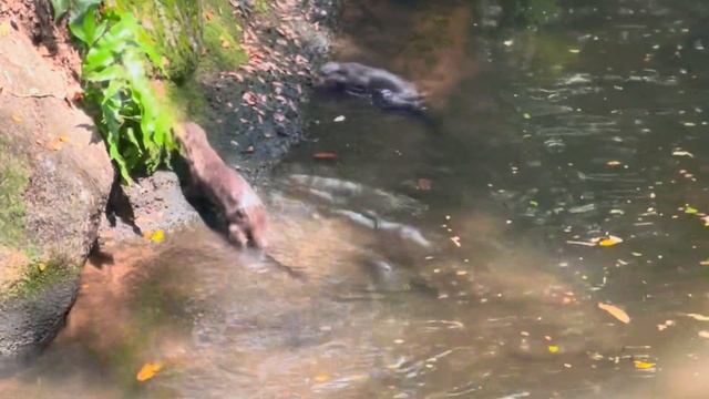 Mandai Wildlife Reserve 🍃 | Singapore Zoo | River Wonders | Night Safari | Breakfast in the Wild смотреть онлайн