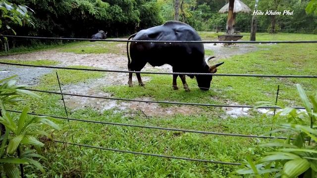 Khám Phá Vườn Thú Bán Hoang Dã Lớn Thứ 2 Thế Giới - Safari Phú Quốc [[Review Chi Tiết]] смотреть онлайн