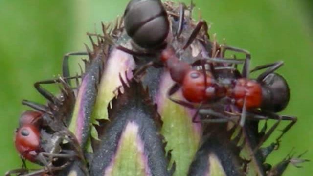 young opera singer (12), O Mio Babbino Caro, ants kissing, madirhue, kissing ants смотреть онлайн