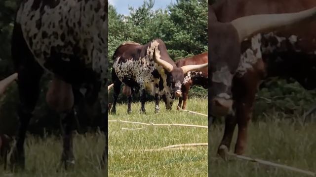 ZOO in the Denmark. Зоопарк в Дании. Зоопарк в Данії. Safari Park смотреть онлайн